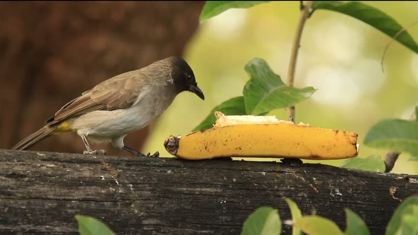 8 seconds.  A beautiful Darkcapped Bulbul, Pycnonotus tricolor, in prime condition, attacking a ripe banana in our garden in Bulawayo, Zimbabwe. 