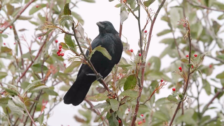 Crow sits on tree branch eating red berries in autumn forest setting capturing realistic wildlife bird.