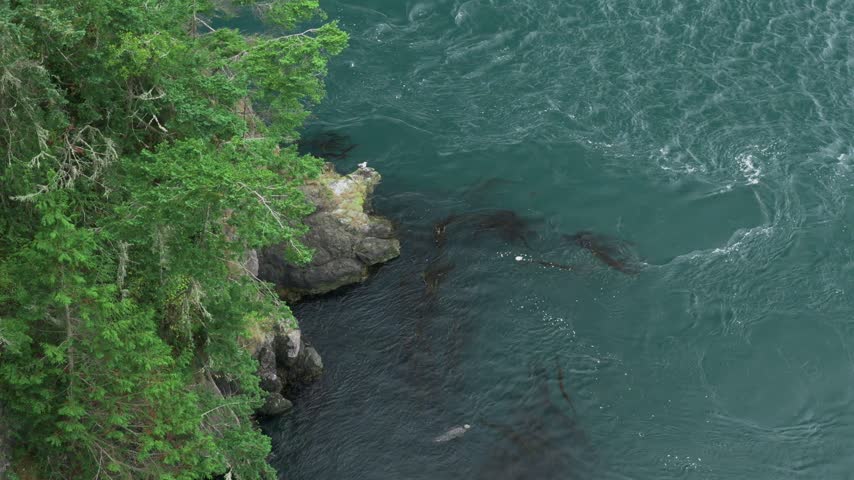 Seal Swimming Deception Pass Washington
