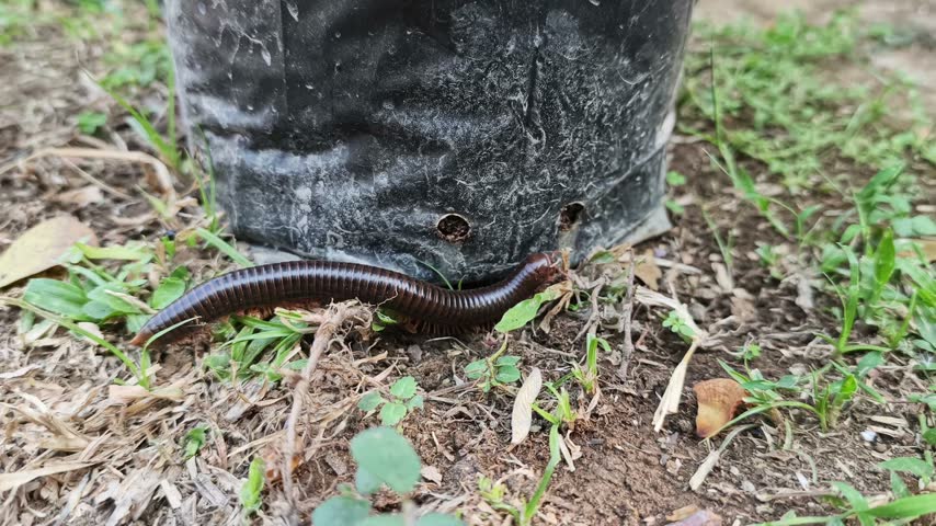 Millipede crawling on the ground near a plant polybag in the garden