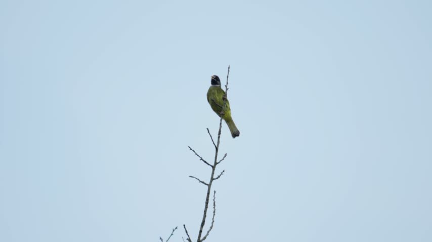 Small Green Bird Perched on a Bare Tree Branch Against a Clear Sky