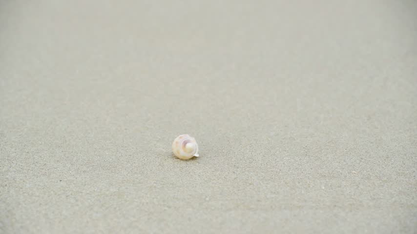 Small Seashell Resting on Sandy Beach Shoreline with Gentle Ocean Waves Rolling In