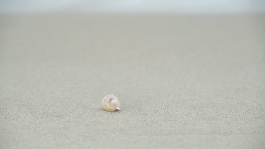 Small Seashell Resting on Sandy Beach Shoreline with Gentle Ocean Waves Rolling In