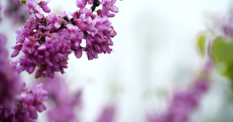 Close up of vibrant purple redbud flowers blooming during a gentle spring rain shower