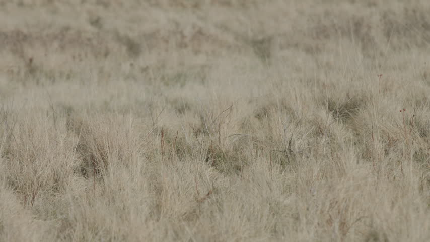 Southern Alberta prairie landscape grass