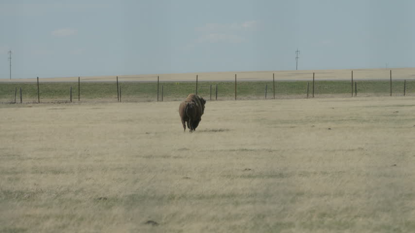 Southern Alberta prairie landscape buffalo