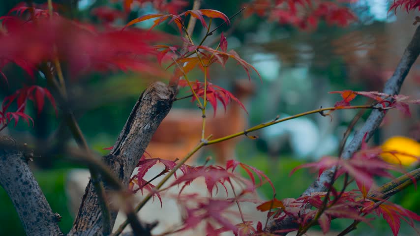 Close up of vibrant red maple leaves in a peaceful autumn park setting
