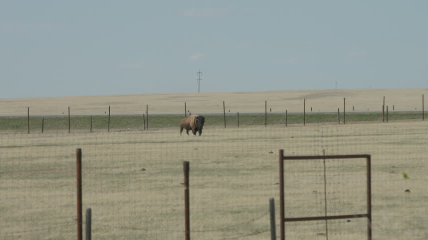 Southern Alberta prairie landscape buffalo
