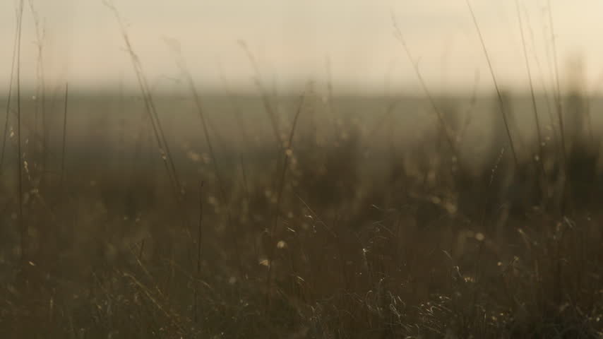 Southern Alberta prairie landscape grass closeup