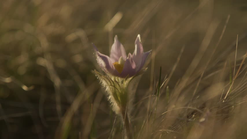 Southern Alberta prairie landscape flower closeup