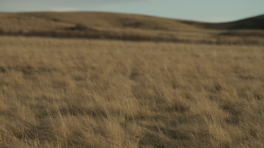 Southern Alberta prairie landscape grass
