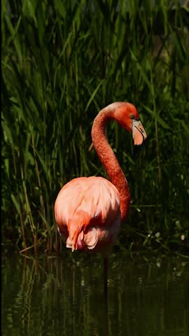 Elegant Pink Flamingo Standing in Water Against Dark Green Reeds Background
