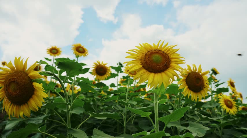 Vibrant Sunflowers Blooming in a Sunny Summer Field Under Blue Sky