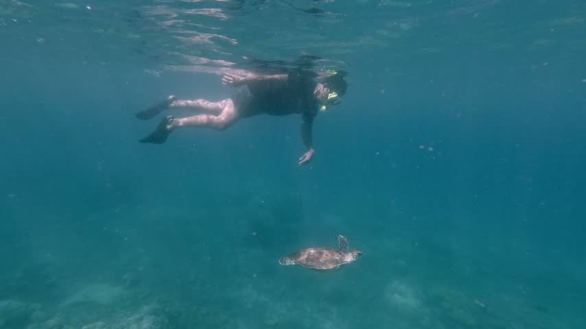Tracking shot a man snorkeling and swimming along a juvenile green sea turtle (Chelonia mydas) in a candid wholesome interaction. Dauin, Philippines