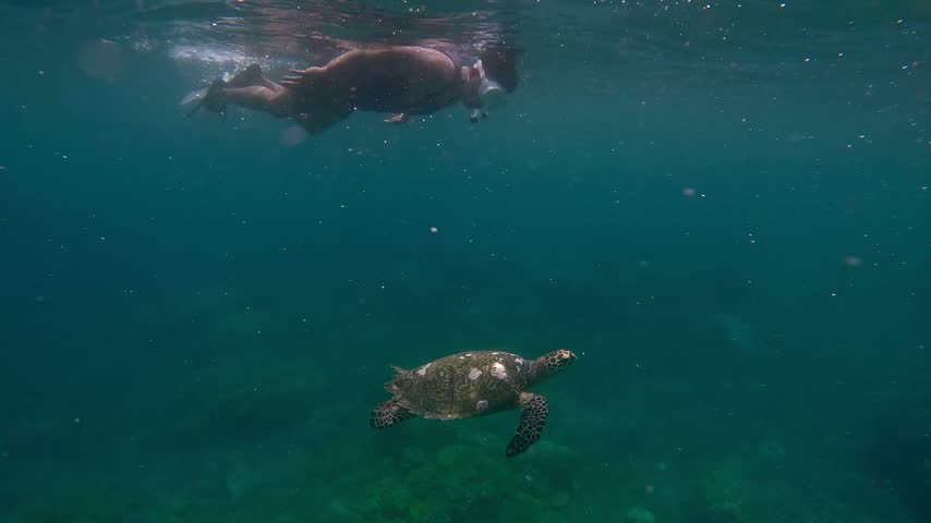 Handheld tracking shot to a man snorkeling and following along a carefree hawksbill sea turtle (eretmochelys imbricata) swimming just below the surface of the water. Dauin, Philippines