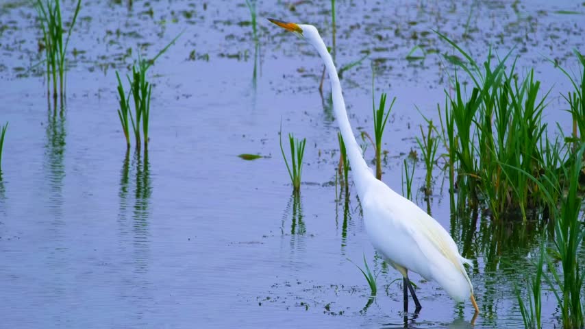 White Egret Standing in Shallow Wetland Water