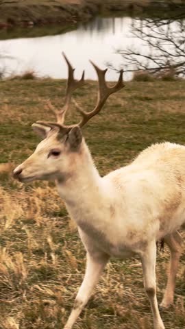 Male Deer With Antlers Standing in Nature