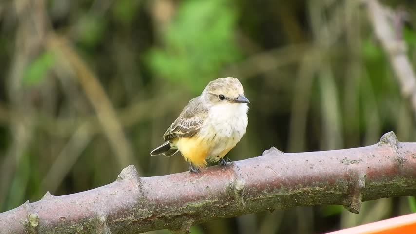 Small Bird Perched on a Tree Branch