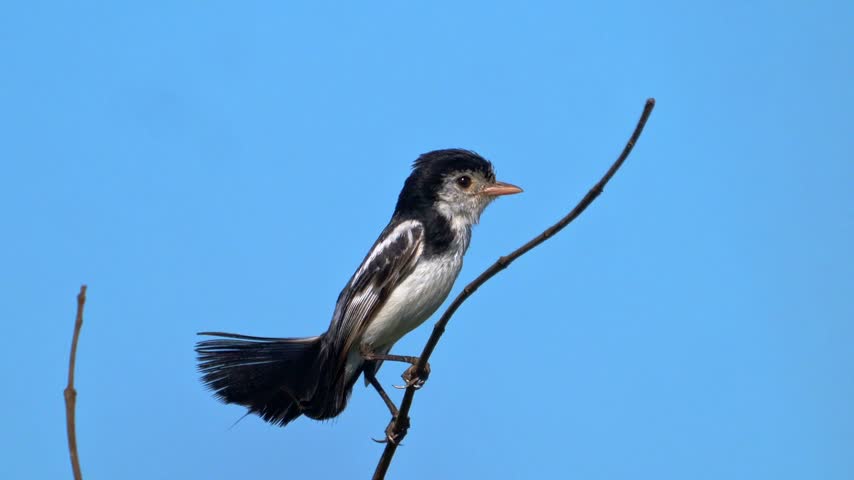 Black and White Bird Perched on a Branch