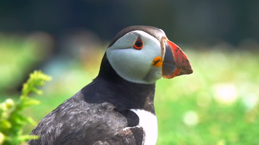Colorful Seabird With Large Beak in Natural Habitat