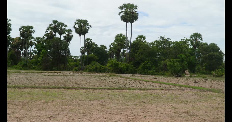 Open grassy field bordered by dense green trees and tall palm trees under a partly cloudy sky, natural rural setting with earthy tones and scattered vegetation.