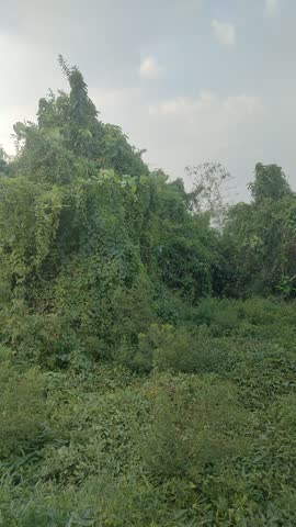 Vertical footage of a blue sky with soft clouds illuminated by sunlight, creating visible sun rays and a peaceful atmospheric scene above silhouetted tropical trees.