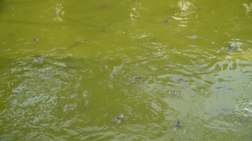 Raindrops create concentric ripples on a murky green pond surface, reflecting subtle light patterns as water disturbances spread across the still, algae-filled water.