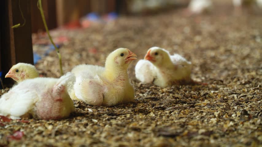 Young yellow chicks with fluffy down feathers explore a gravel-covered floor in a barn, some standing alert while others rest, creating a warm, natural farm scene with soft focus background.