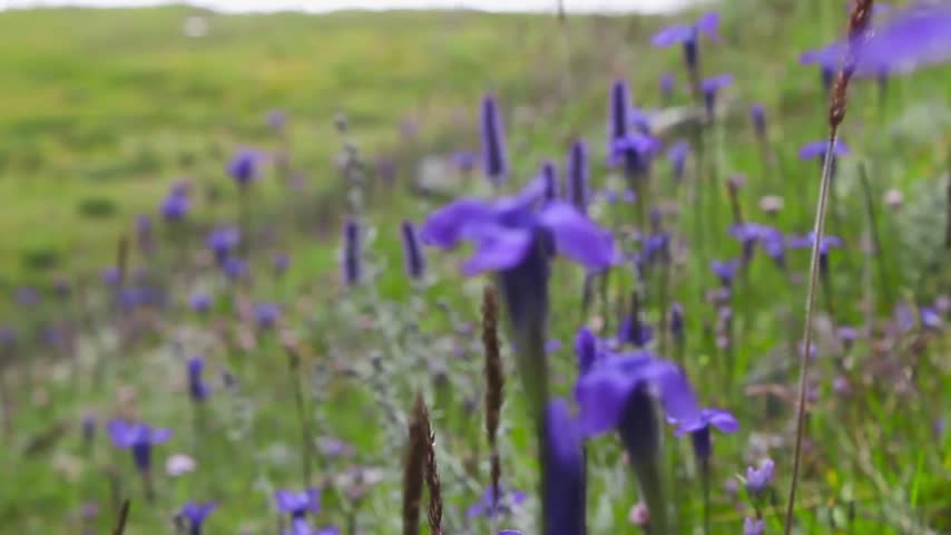 purple flowers on the hill