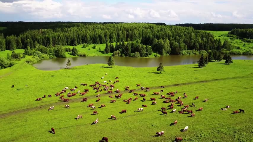 Aerial view of a lush green meadow with a peaceful pond, trees and grazing animals surrounded by countryside.