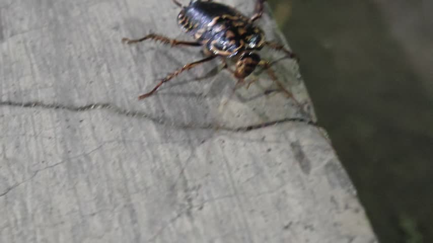 The insect in your image appears to be a harlequin cockroach (Neostylopyga rhombifolia), also known as the yellow-spotted cockroach.

Identification and FeaturesAppearance: Features a distinct pattern of yellow or orange-yellow markings and dark brown or black bands across its shiny back.

Behavior: They are commonly found outdoors under logs, debris, or leaf litter, but can sometimes wander indoors into homes or damp areas.