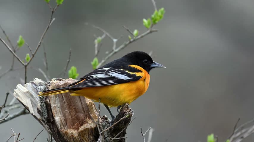 Brightly colored orange and black bird perched on weathered tree branch outdoors