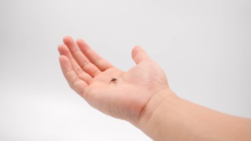 Hand Crushed A House Fly. killed after trying to fly, lying on a hand.  A closeup view of a delicate hand holding a small fly.