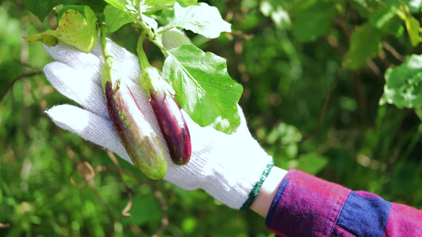 Farmer wearing working gloves holding fresh small purple eggplants in a green organic farm. Harvesting organic vegetables, agriculture, and healthy food production concept.