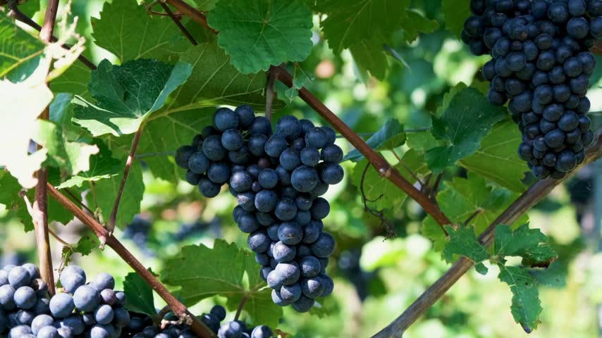 Fresh purple grapes growing on healthy green vine leaves outdoors