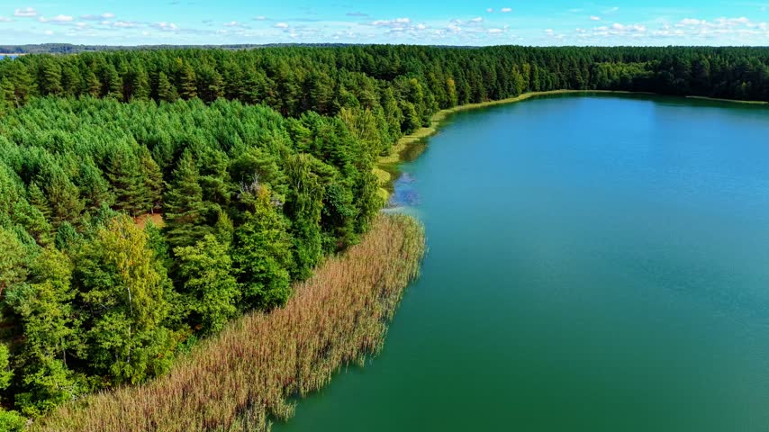 Lakeside vegetation along clear water reflecting green pine forest under bright blue sky