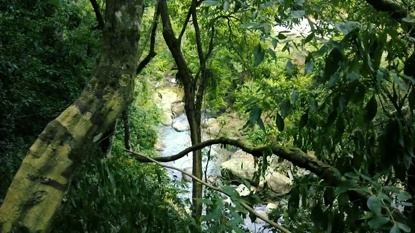 Lush green forest trees surrounding river flowing through rocks outdoors nature landscape