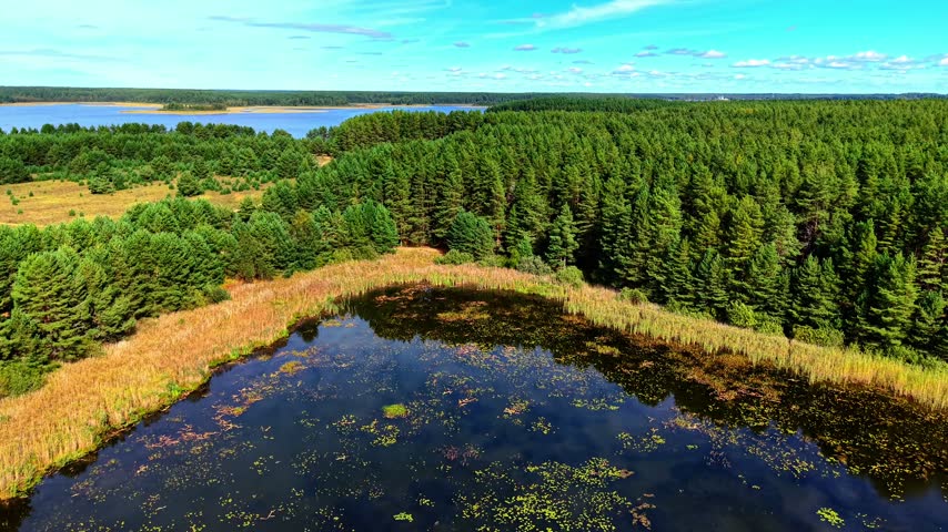 Lush green pine forest surrounding tranquil lake with vibrant autumn grasses and clear water