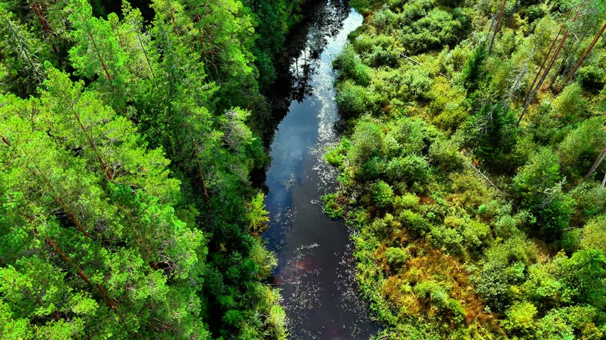 Aerial view of a winding river surrounded by lush green trees and vibrant underbrush