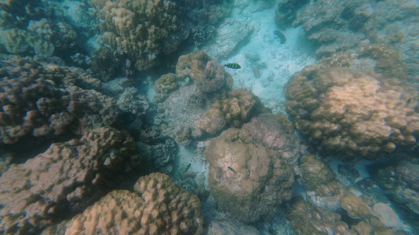 Discover coral reefs and diverse marine life beneath the surface in Thailand crystal-clear waters, showcasing vibrant ecosystems