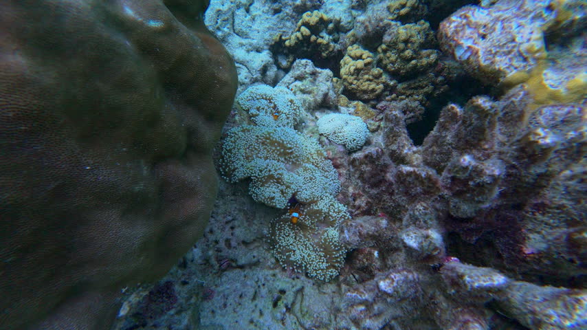 Discover the stunning marine life and colorful coral formations in the clear waters of Thailand.