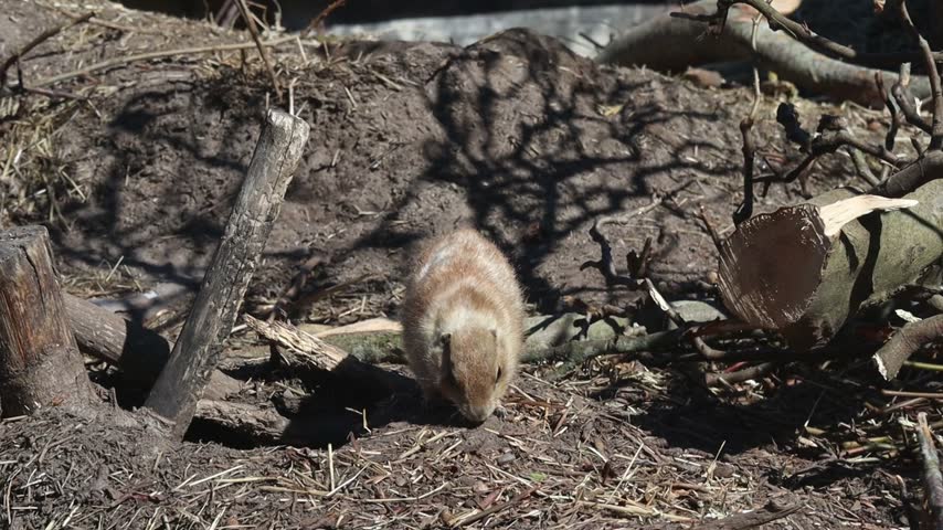Prairie dog standing on hind legs and barking looking around on ground