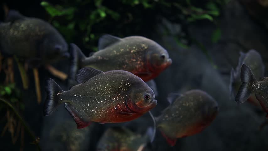 School of red bellied piranhas swimming in dark aquarium water