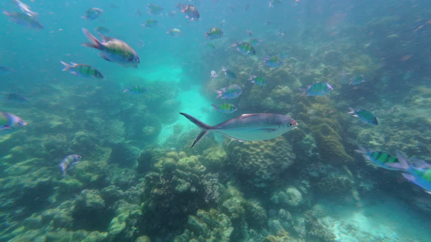 Colorful marine ecosystem of Thailand with stunning coral reefs and diverse fish swimming gracefully in the crystal-clear waters.