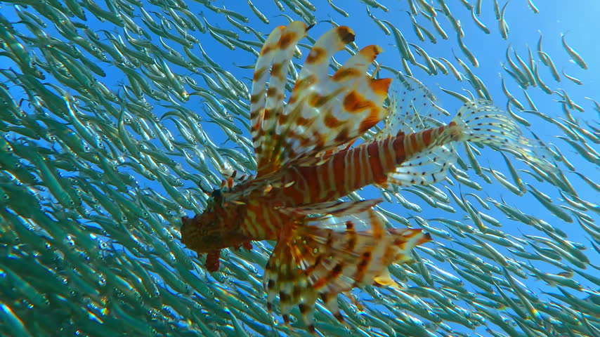 View from below of Lionfish disrupting flow of sparkling, massive Atherina school in blue sky background. Dramatic separation of silver fish creates chaotic movement and scale under water surface