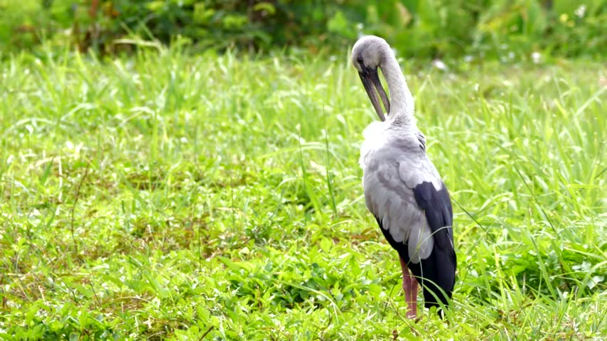 Asian openbill walking and feeding in a rice field, captured in stunning 4K resolution.
