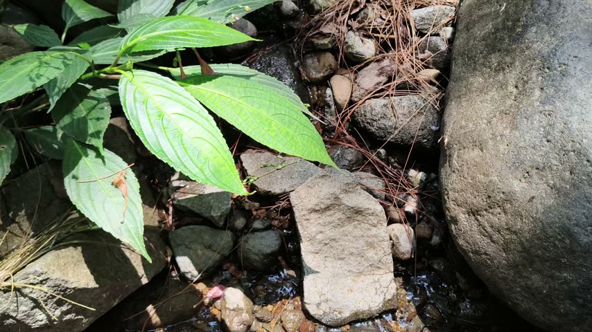 Natural stream bank with rocks and green foliage