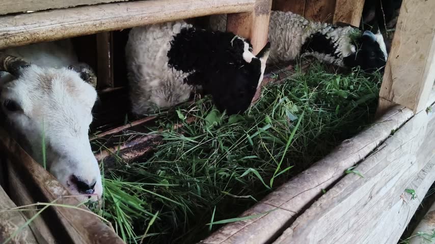 Sheep eating fresh green grass in a traditional wooden farm pen