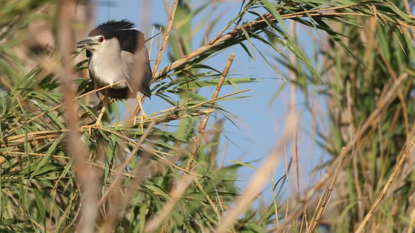 Black-crowned Night Heron perched among reeds in natural wetland habitat.
Black-crowned Night Heron perched among reeds in a natural wetland habitat, surrounded by green vegetation under a clear blue sky. Wildlife footage showing the bird resting and observing its surroundings.