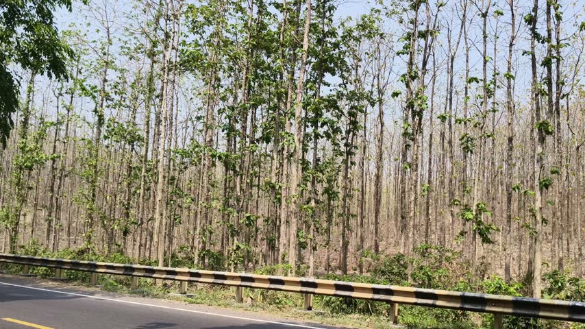 Dry season forest landscape with tall trees and green foliage